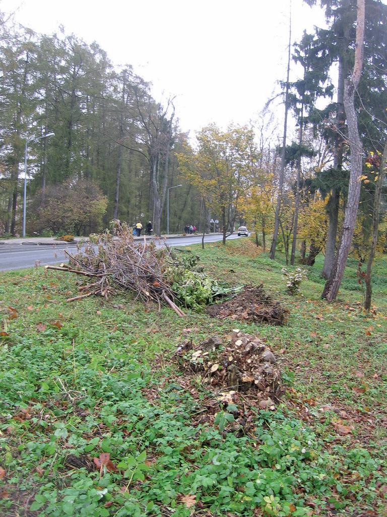 Apie medžių kirtimą ir sodinimą Lentvaryje