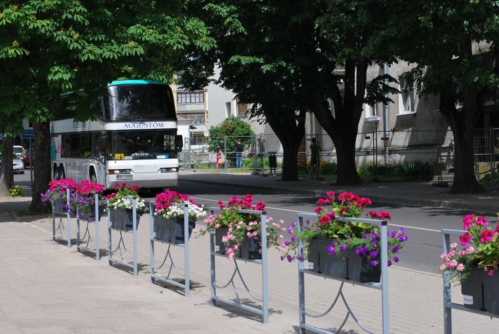 Šią vasarą  gėlės ne tik puošia miestą, bet ir saugo  neatsargius pėsčiųjų eismo dalyvius