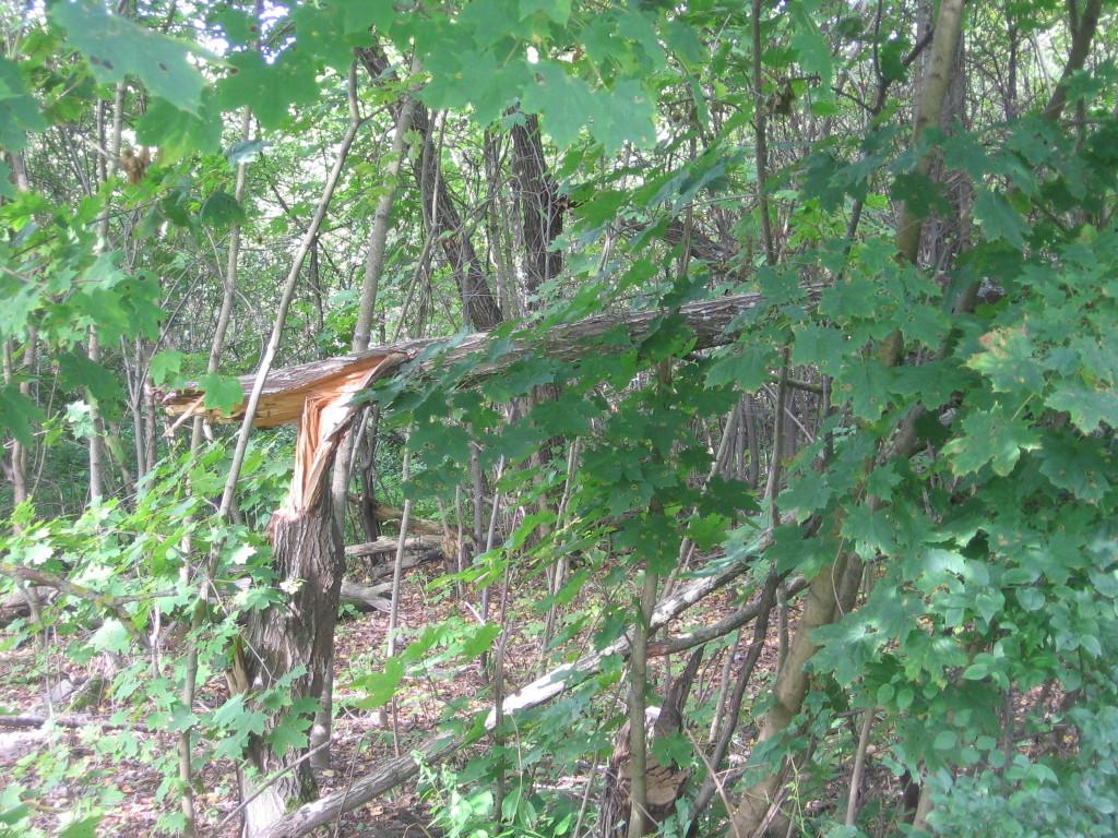 Šį medį vėtra nulaužė prieš porą mėnesių, bet vėjovartos Lentvario seniūnija neskuba pašalinti