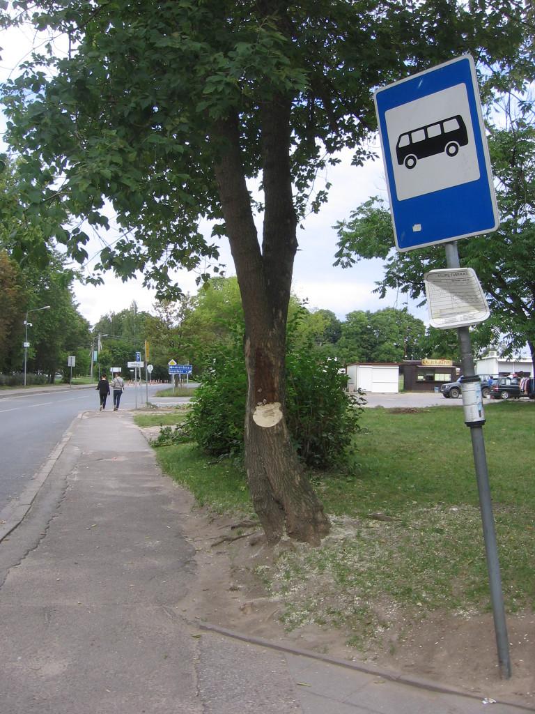 Taip dabar atrodo medis Lentvaryje prie autobusų stotelės po medkirčių apsilankymo