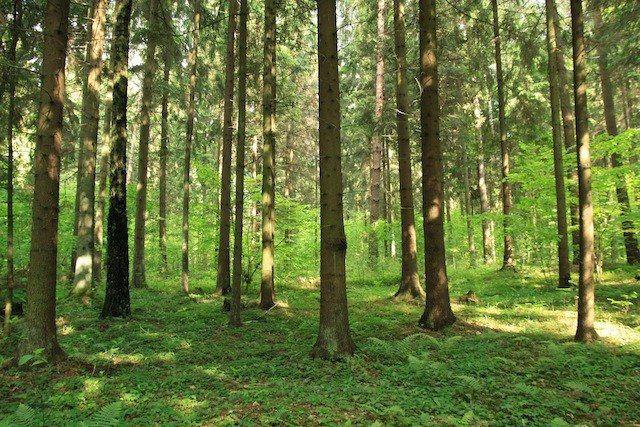 Apvaliosios medienos gabenimas miško keliais