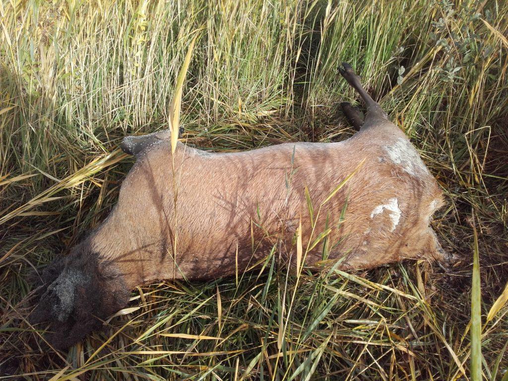 Neries regioniniame parke užfiksuotas žiaurus elnio nužudymas išprovokavo diskusiją apie brakonierius