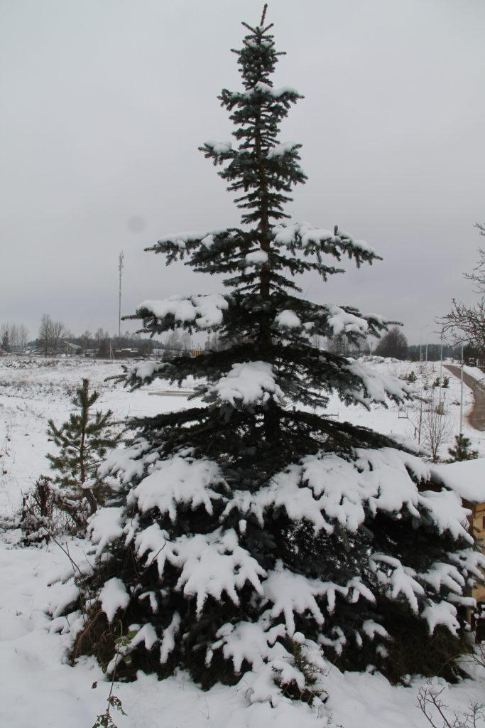 Kalėdų medis
