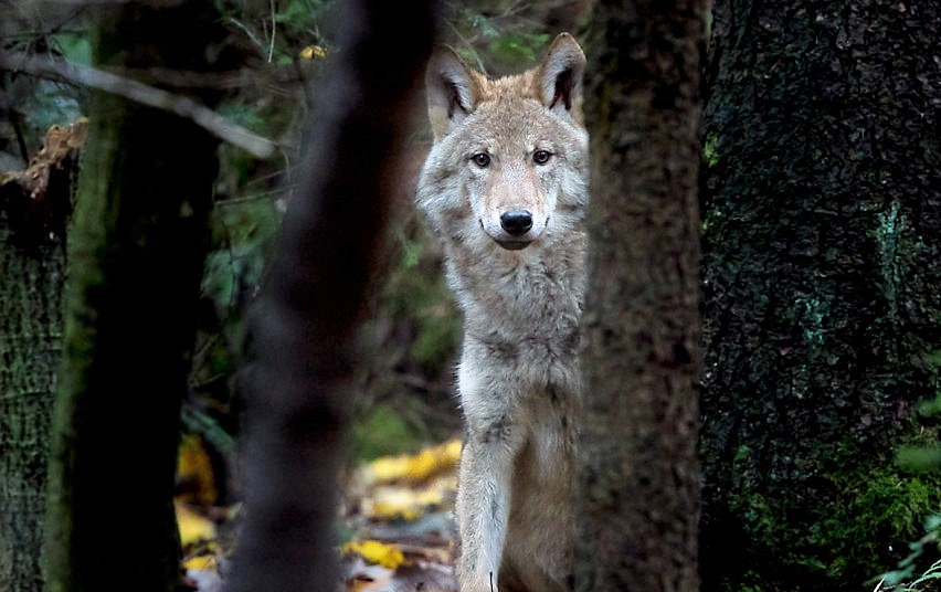 Baigėsi vilkų medžioklės sezonas