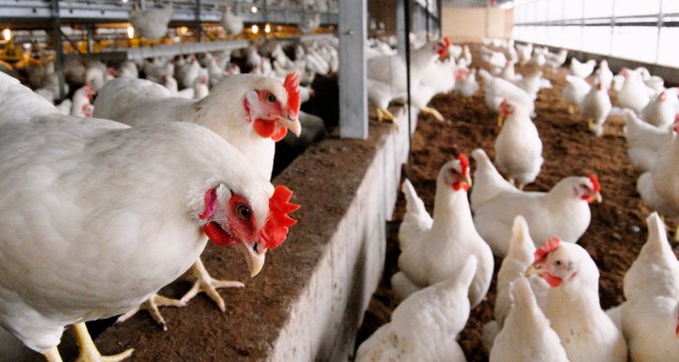 Europos šalys informuoja apie nustatytus labai patogeniško paukščių gripo atvejus