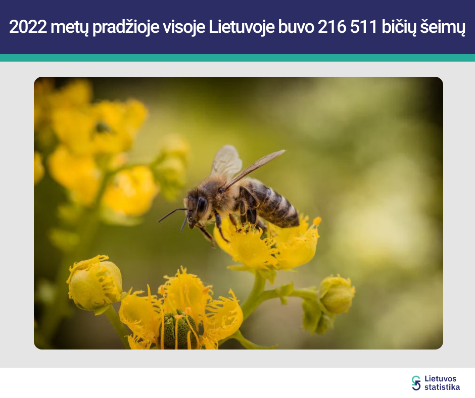 Pasaulyje skambinama pavojaus varpais dėl masiškai nykstančių bičių. Lietuvai tai negresia?
