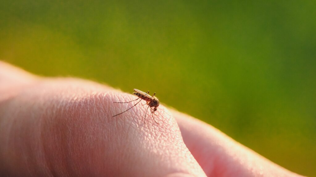 Entomologė įspėja – už poros savaičių gali padaugėti uodų: kaip jiems pasirengti iš anksto?