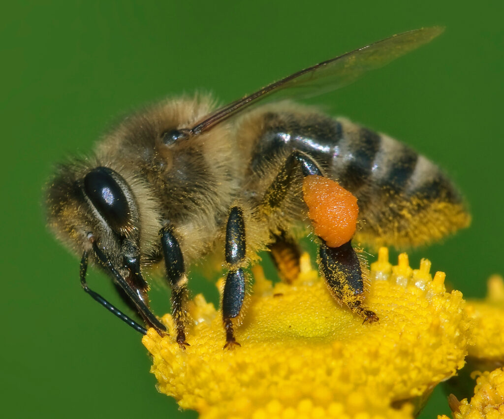 Aktuali informacija bičių laikytojams