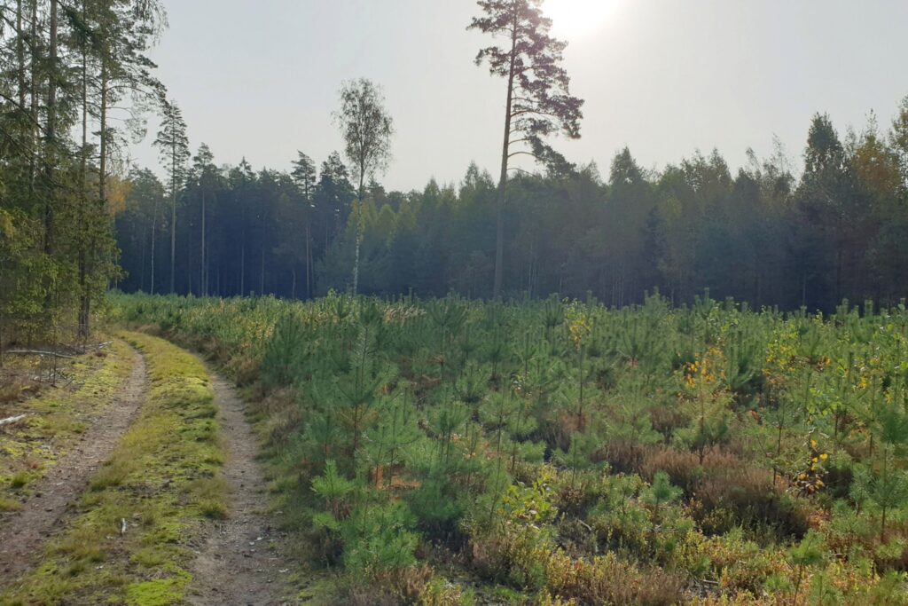 Nuo kovo 4 d. įsigalioja „vieno langelio“ principas teikiant dokumentus miško kirtimams